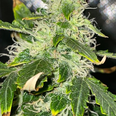Royal Dwarf growlog timeline photo