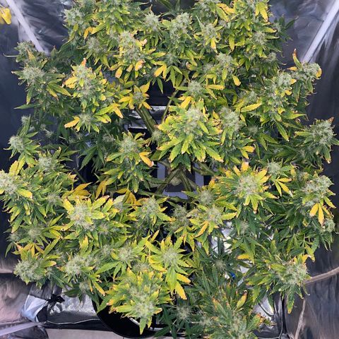 Royal Dwarf growlog timeline photo