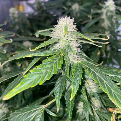 Royal Dwarf growlog timeline photo