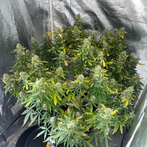 Royal Dwarf growlog timeline photo