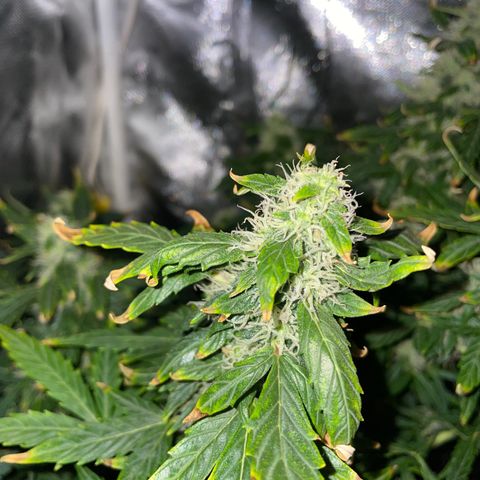Royal Dwarf growlog timeline photo
