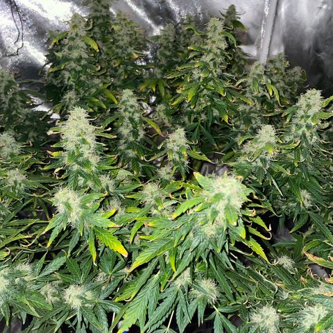 Royal Dwarf growlog timeline photo
