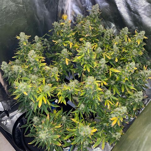Royal Dwarf growlog timeline photo