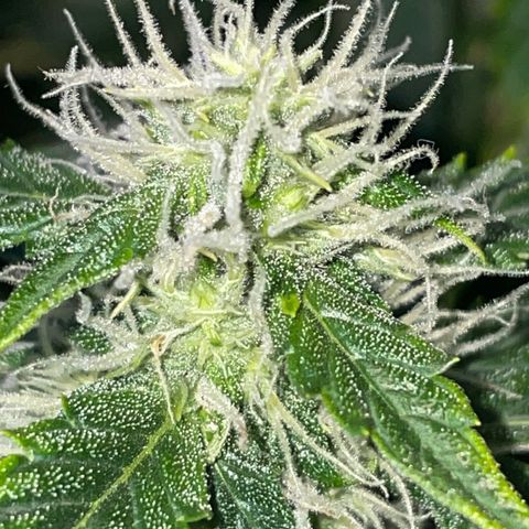 Royal Dwarf growlog timeline photo