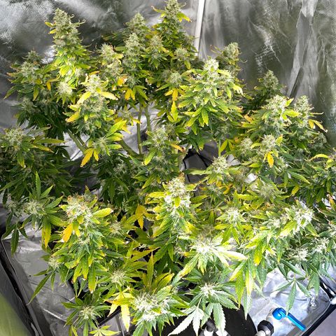 Royal Dwarf growlog timeline photo