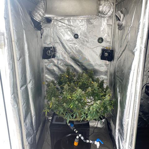Royal Dwarf growlog timeline photo