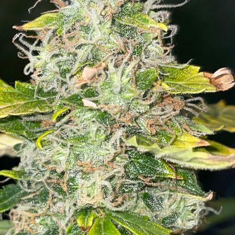 Royal Dwarf growlog timeline photo