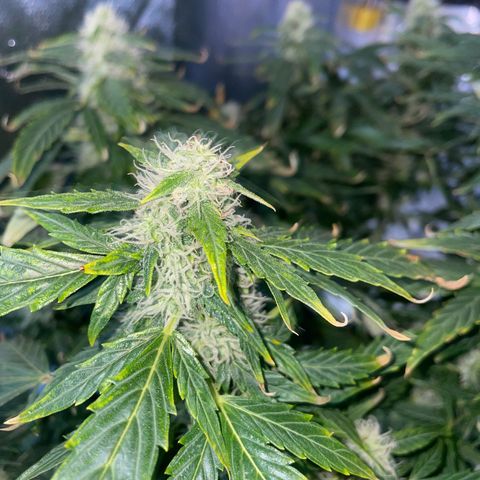 Royal Dwarf growlog timeline photo