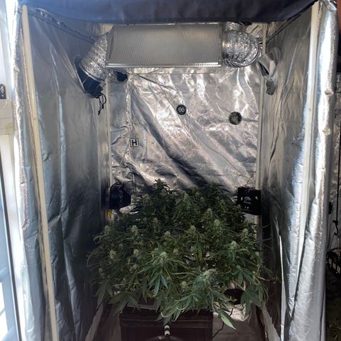 Royal Dwarf growlog timeline photo