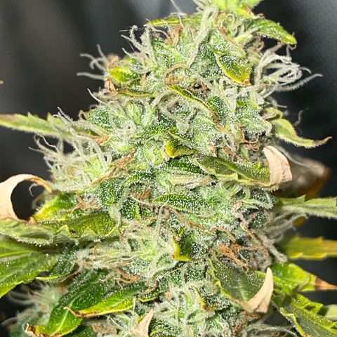 Royal Dwarf growlog timeline photo