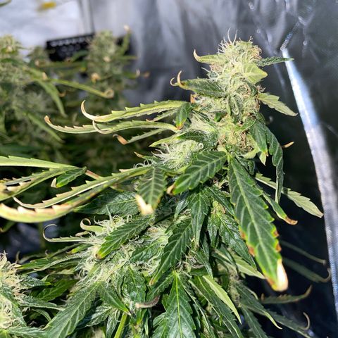 Royal Dwarf growlog timeline photo