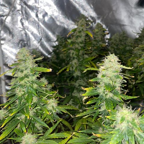 Royal Dwarf growlog timeline photo