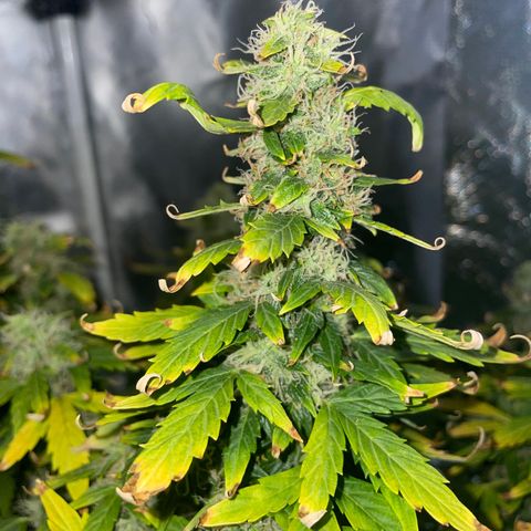 Royal Dwarf growlog timeline photo