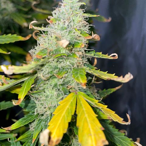Royal Dwarf growlog timeline photo