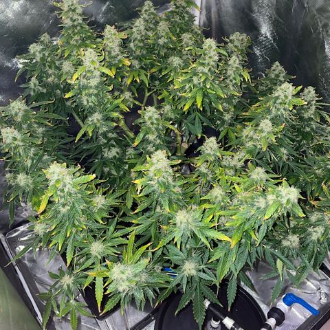 Royal Dwarf growlog timeline photo