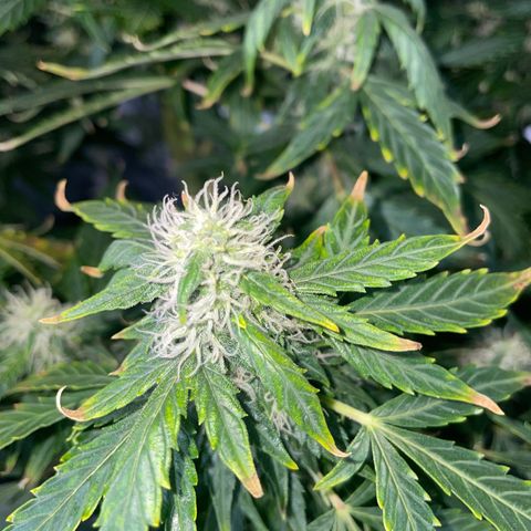 Royal Dwarf growlog timeline photo