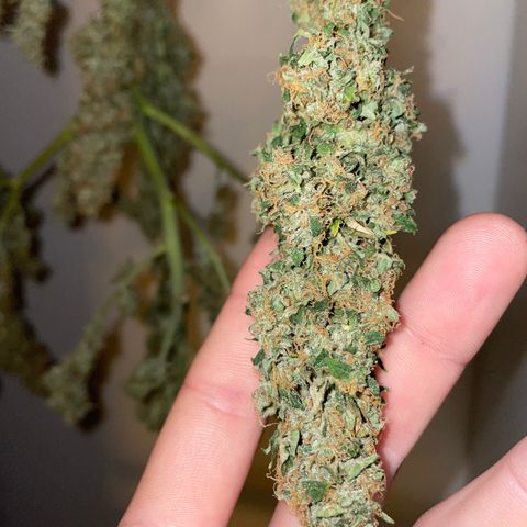 Royal Dwarf growlog timeline photo