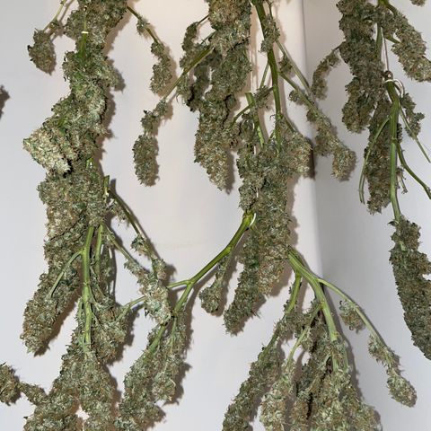 Royal Dwarf growlog timeline photo
