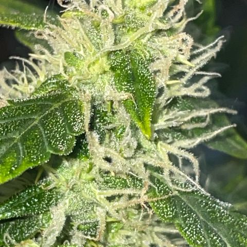 Royal Dwarf growlog timeline photo
