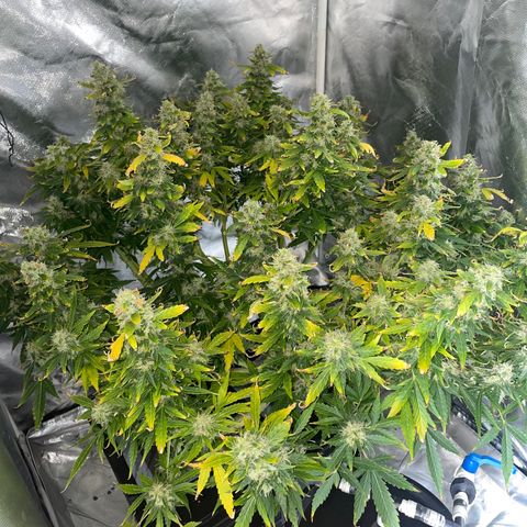 Royal Dwarf growlog timeline photo