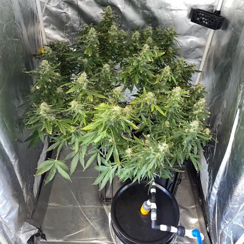 Royal Dwarf growlog timeline photo