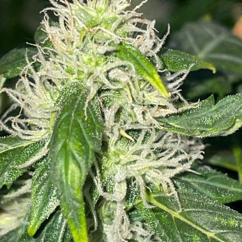 Royal Dwarf growlog timeline photo