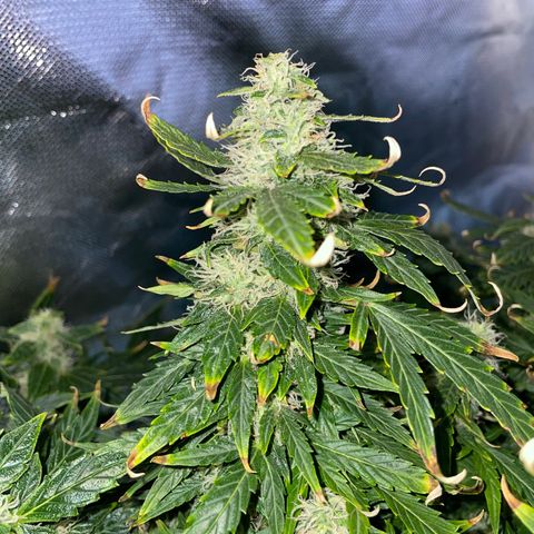 Royal Dwarf growlog timeline photo