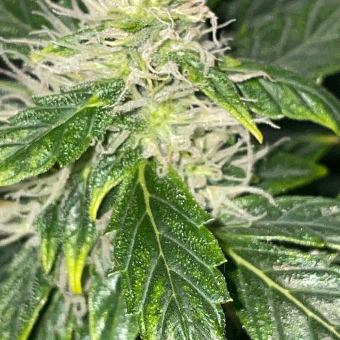 Royal Dwarf growlog timeline photo