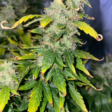 Royal Dwarf growlog timeline photo