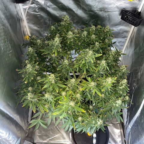 Royal Dwarf growlog timeline photo