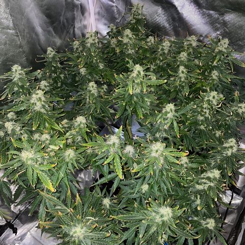 Royal Dwarf growlog timeline photo