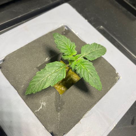 Royal Dwarf growlog timeline photo