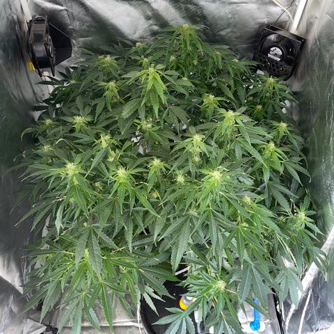 Royal Dwarf growlog timeline photo