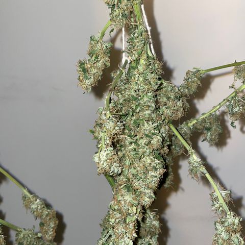 Royal Dwarf growlog timeline photo