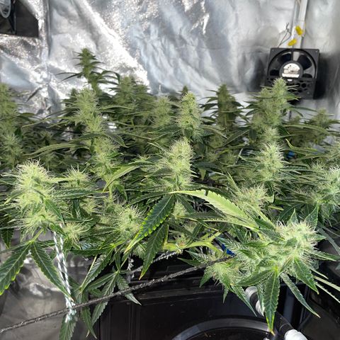 Auto Citrus Skunk growlog timeline photo