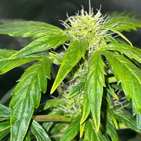 Royal Dwarf growlog timeline photo