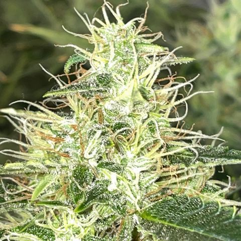 Auto Citrus Skunk growlog timeline photo