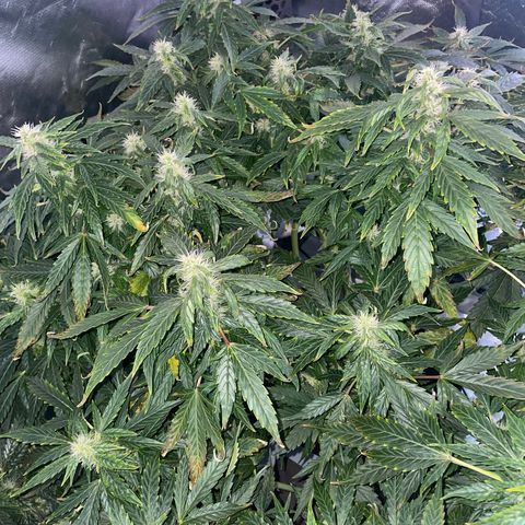 Royal Dwarf growlog timeline photo