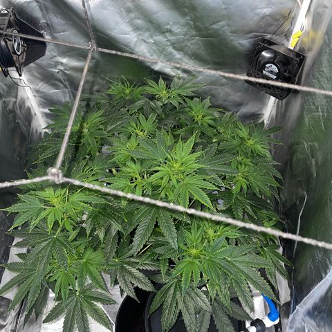 Royal Dwarf growlog timeline photo