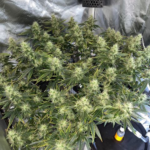 Auto Citrus Skunk growlog timeline photo