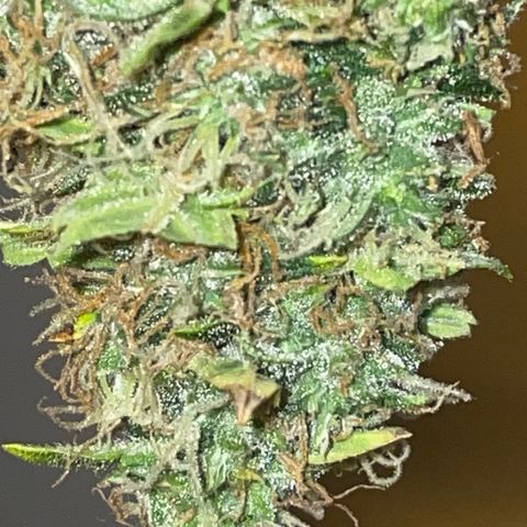 Royal Dwarf growlog timeline photo