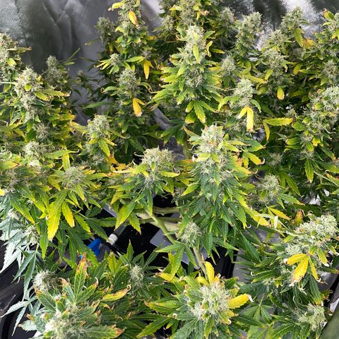 Royal Dwarf growlog timeline photo