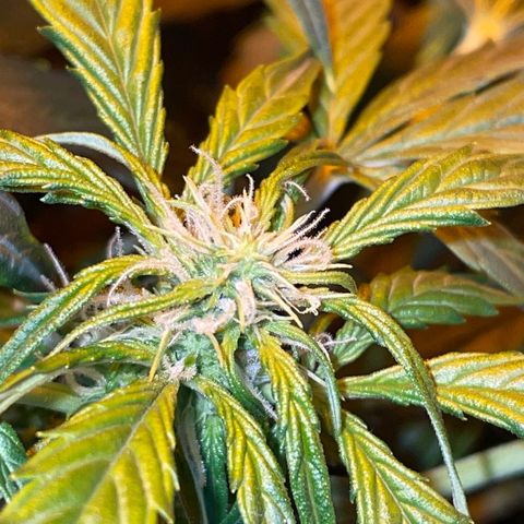 Royal Dwarf growlog timeline photo