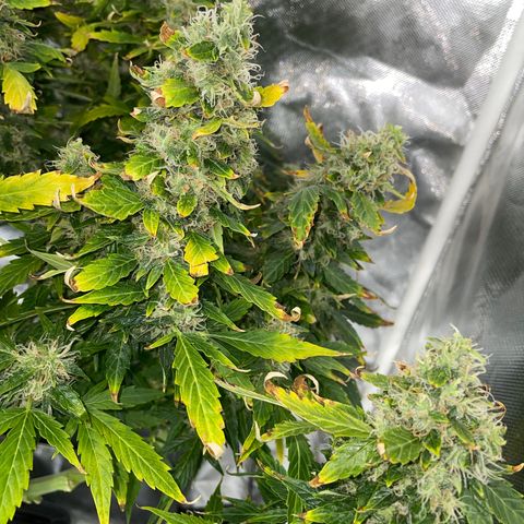 Royal Dwarf growlog timeline photo