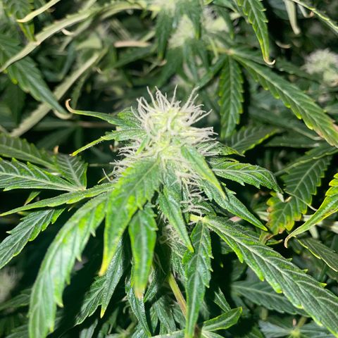 Royal Dwarf growlog timeline photo