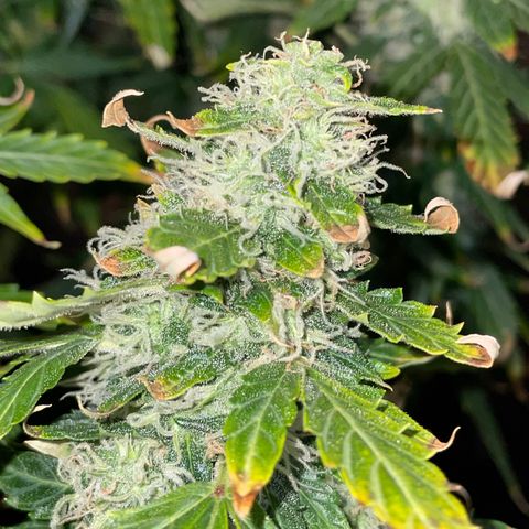 Royal Dwarf growlog timeline photo