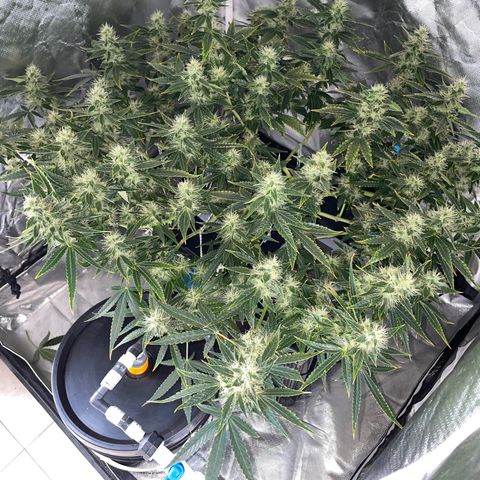 Auto Citrus Skunk growlog timeline photo