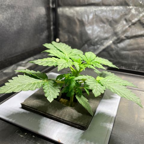 Royal Dwarf growlog timeline photo
