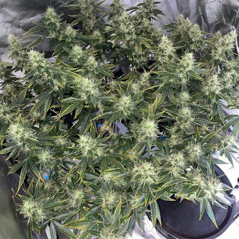Auto Citrus Skunk growlog timeline photo