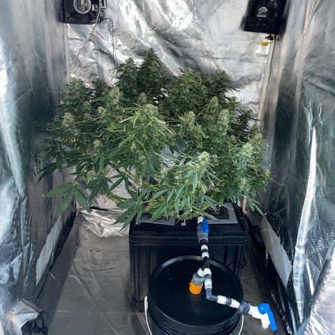 Royal Dwarf growlog timeline photo
